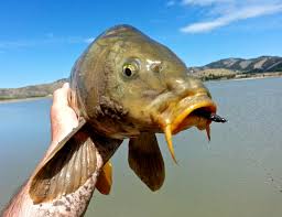 carp fishing