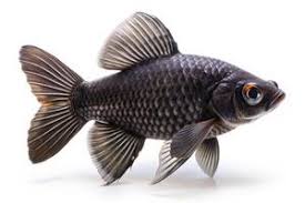 Black Carp