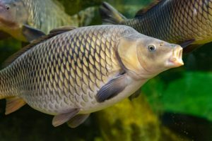 Common carp