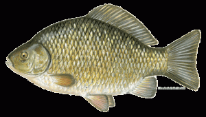 Crucian Carp
