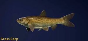 Grass carp
