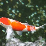 Koi Carp